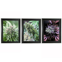 Load image into Gallery viewer, Cannabis/Weed 3D lenticular picture  (MINIMUM OF 4)