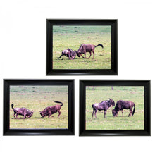 Load image into Gallery viewer, wildebeest Tripple 3D Picture (MINIMUM OF 4)