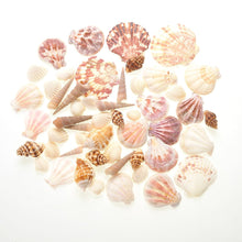 Load image into Gallery viewer, Mixed Beach Sea Shells For Decoration (Bag Of 100 Shells)  (available for purchase in increments of 1)
