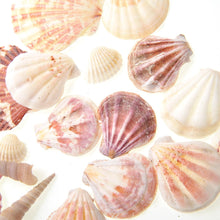 Load image into Gallery viewer, Mixed Beach Sea Shells For Decoration (Bag Of 100 Shells)  (available for purchase in increments of 1)