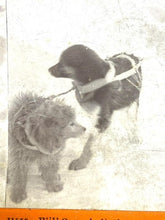 Load image into Gallery viewer, VTG Stereoview Photo Card Will Campbell Sled Dogs Boy Allenkaket River Alaska
