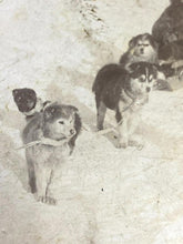 Load image into Gallery viewer, VTG Stereoview Photo Card Will Campbell Sled Dogs Boy Allenkaket River Alaska
