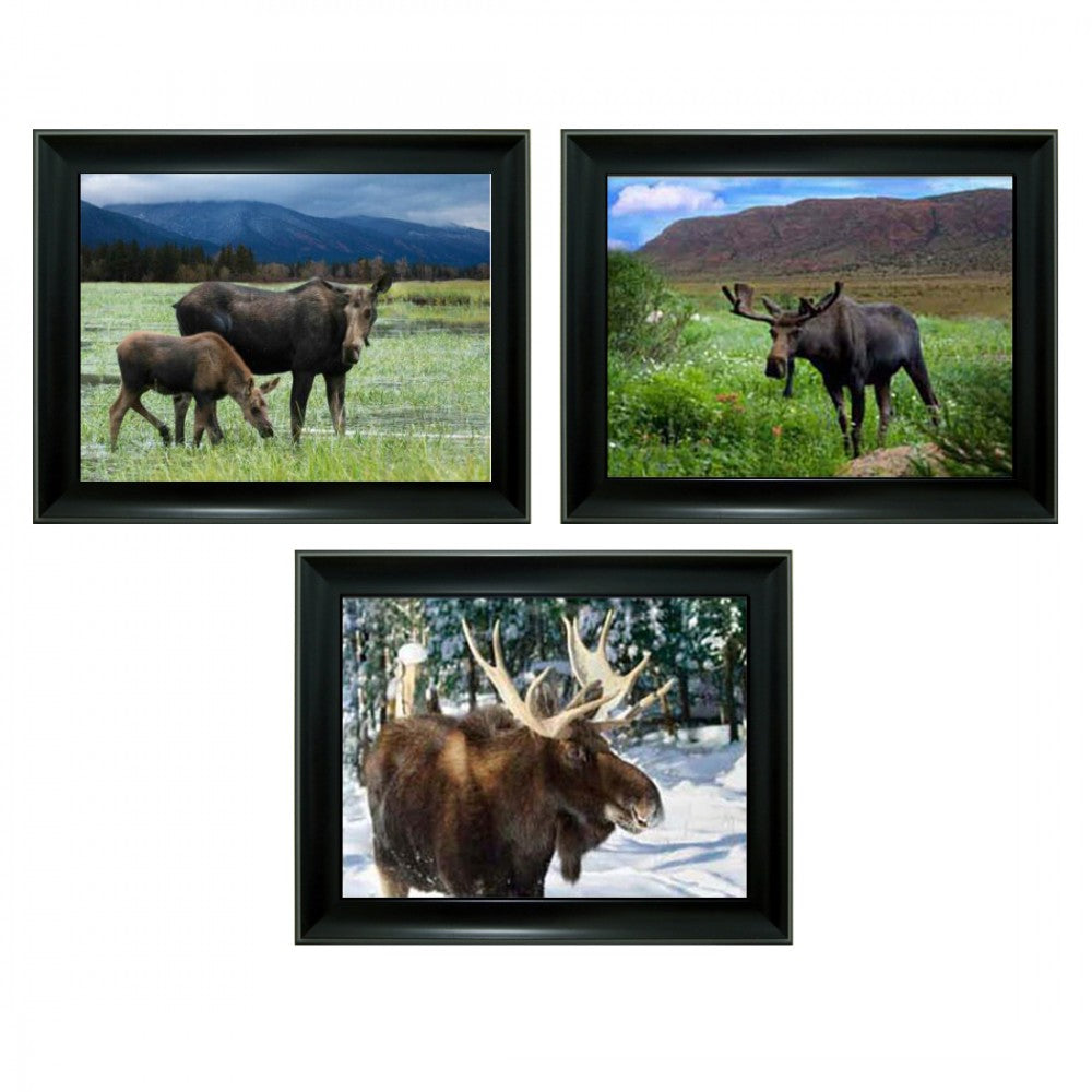 Moose 3D Triple Image  (MINIMUM OF 4)