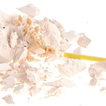 Load image into Gallery viewer, Dinosaur Skeleton Fossil Excavation Kit (Pack Of 12 Variety)
