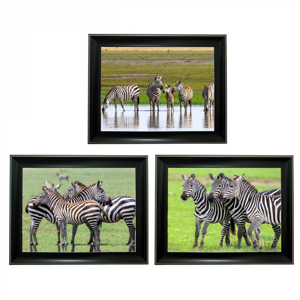 zebra Tripple 3D Picture  (MINIMUM OF 4)