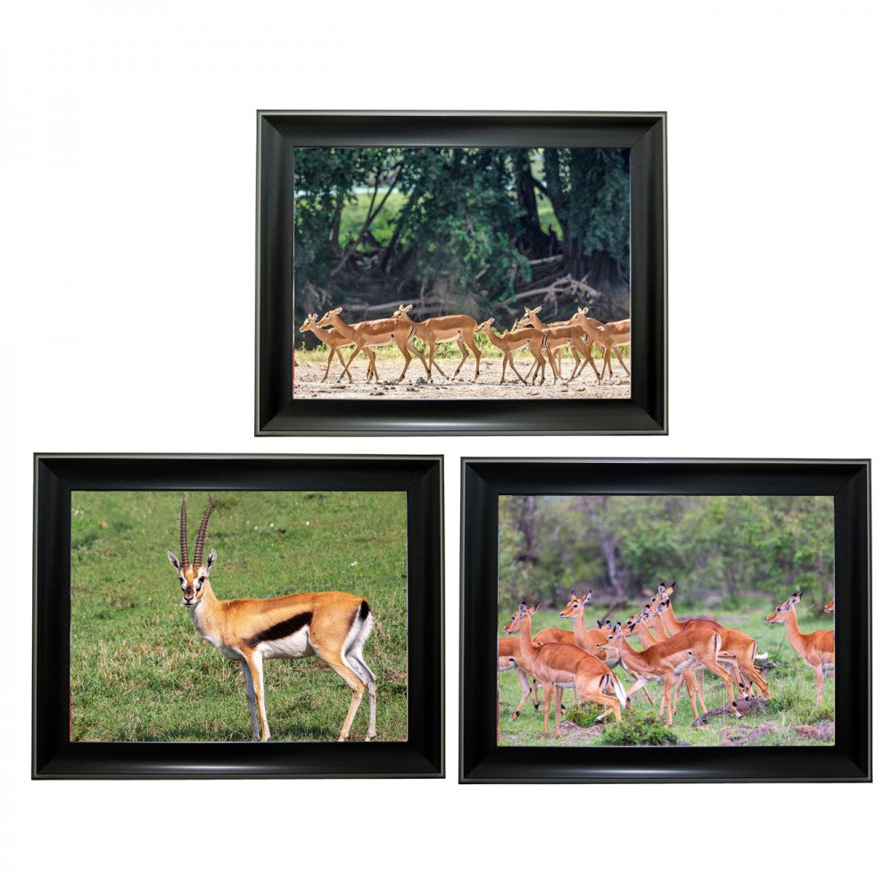 Antelope Tripple 3D Picture  (MINIMUM OF 4)