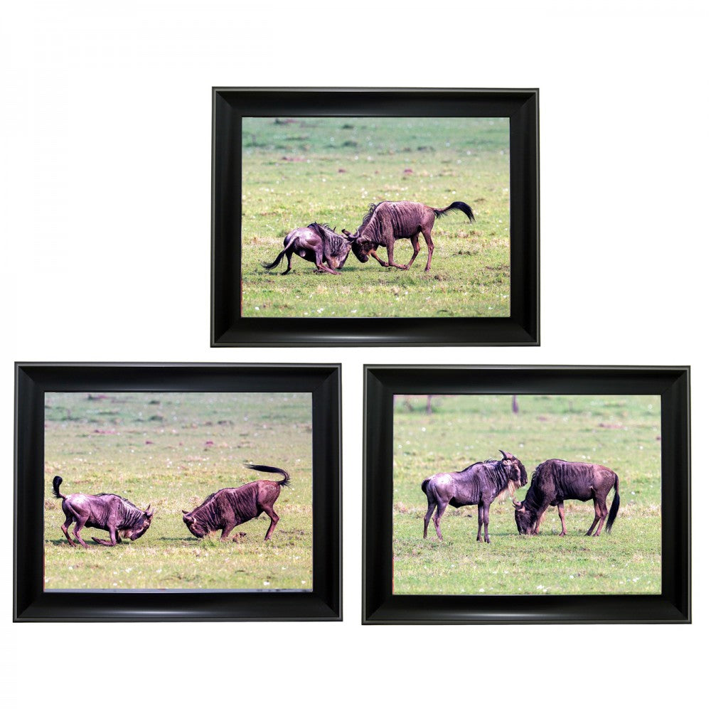wildebeest Tripple 3D Picture (MINIMUM OF 4)