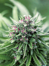 Load image into Gallery viewer, Cannabis/Weed 3D lenticular picture  (MINIMUM OF 4)
