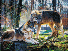 Load image into Gallery viewer, Wolf Triple 3D Picture   (MINIMUM OF 4)
