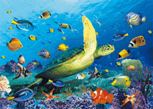 Load image into Gallery viewer, Dolphin Triple Image (MINIMUM OF 4)
