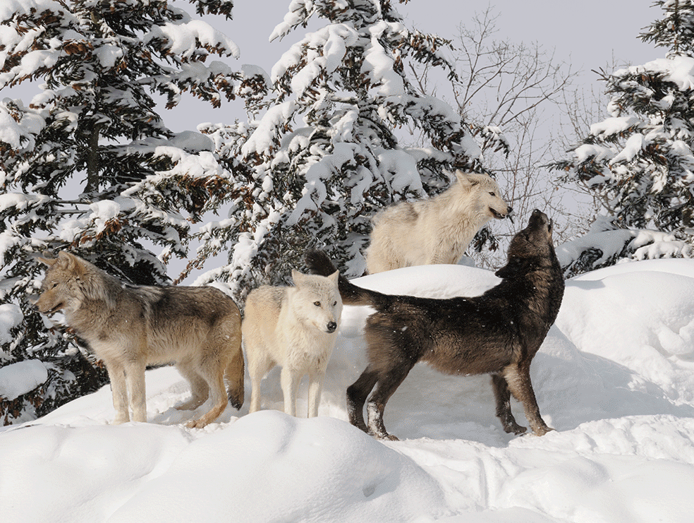 Wolf 3D Triple Image  (MINIMUM OF 4)