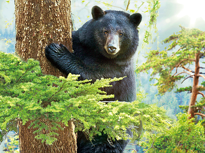 Black Bear Tripple 3D Picture   (MINIMUM OF 4)