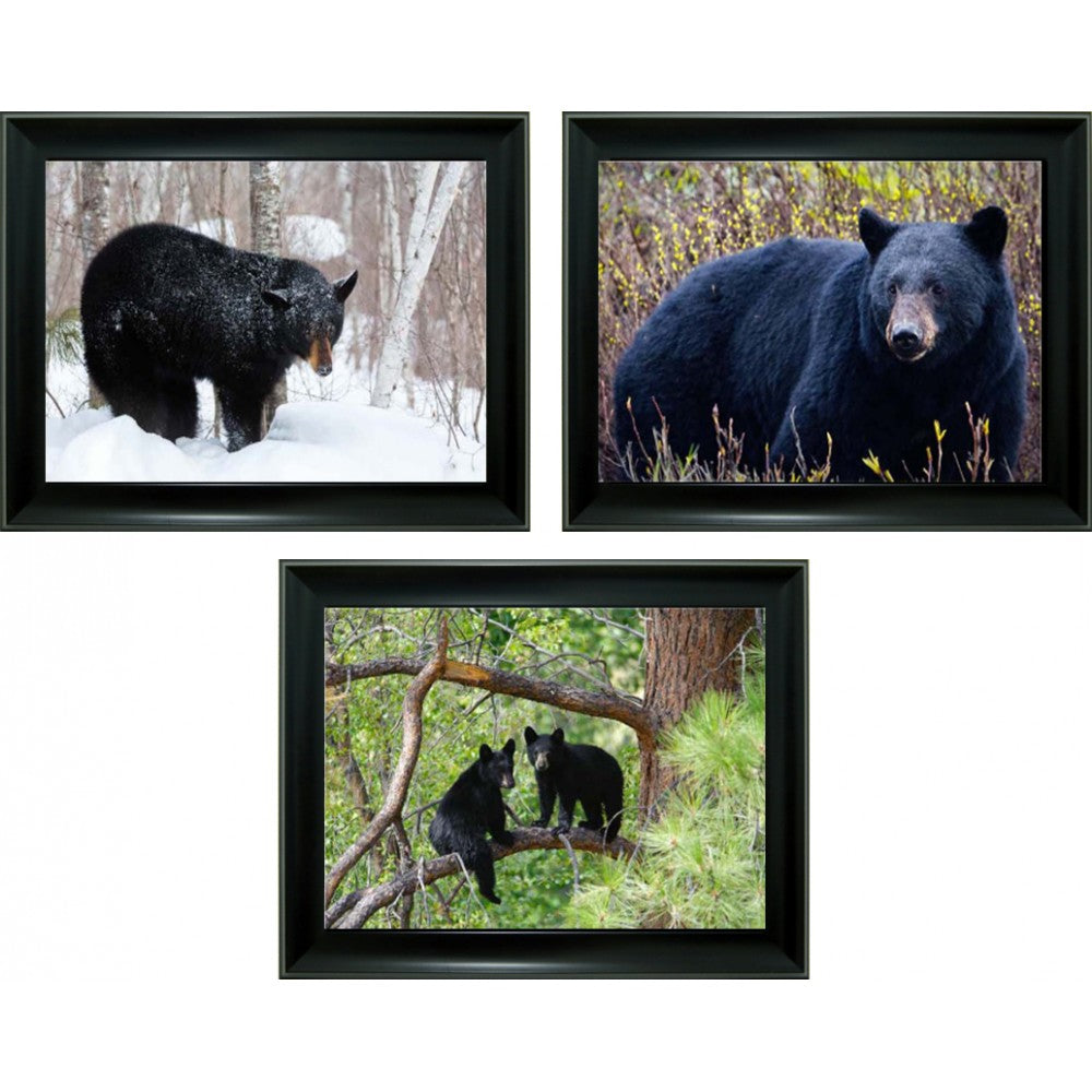 Bear 3D Triple Image (MINIMUM OF 4)