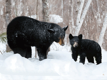 Load image into Gallery viewer, Bear 3D Picture  (MINIMUM OF 4)
