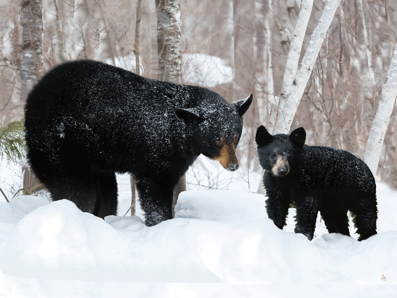 Bear 3D Picture  (MINIMUM OF 4)