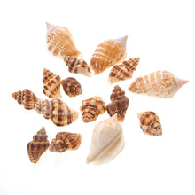 Load image into Gallery viewer, Mixed Beach Sea Shells For Decoration (Bag Of 100 Shells)  (available for purchase in increments of 1)
