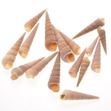 Load image into Gallery viewer, Mixed Beach Sea Shells For Decoration (Bag Of 100 Shells)  (available for purchase in increments of 1)
