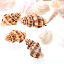 Load image into Gallery viewer, Mixed Beach Sea Shells For Decoration (Bag Of 100 Shells)  (available for purchase in increments of 1)
