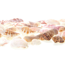 Load image into Gallery viewer, Mixed Beach Sea Shells For Decoration (Bag Of 100 Shells)  (available for purchase in increments of 1)
